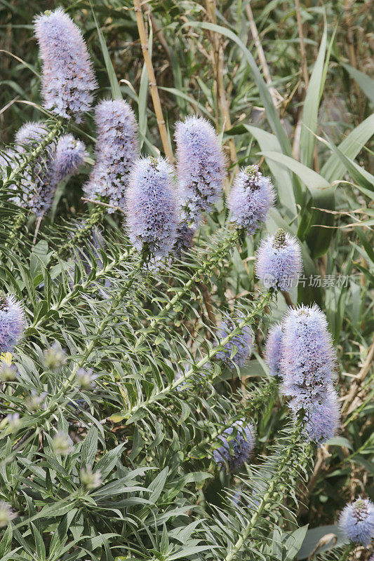 马德拉的骄傲(Echium nervosum)